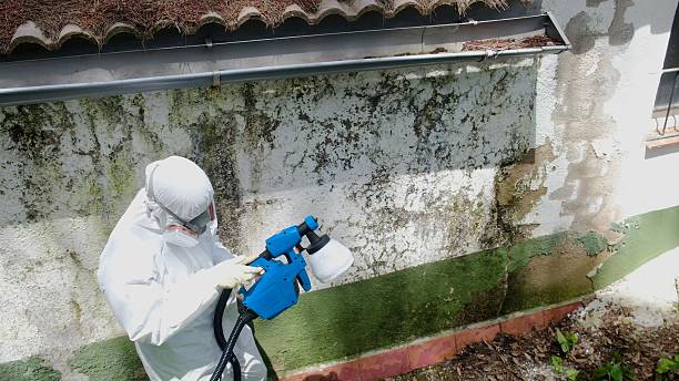 Trusted Mold Removal service in Farmington, MI - Cheap Mold Removal